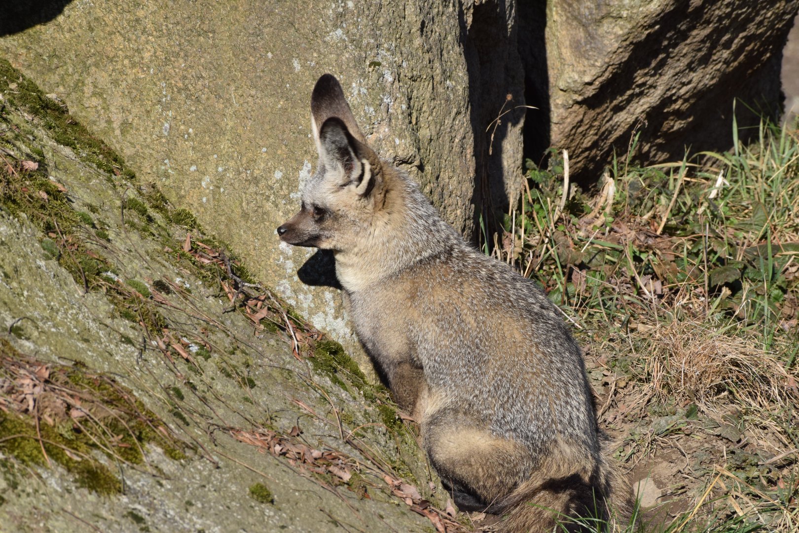 Bat-eared fox