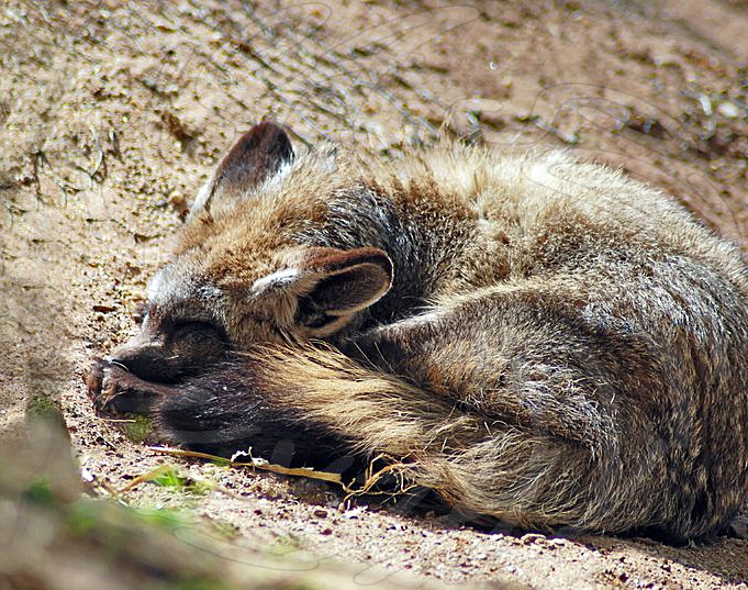 Bat Eared Fox