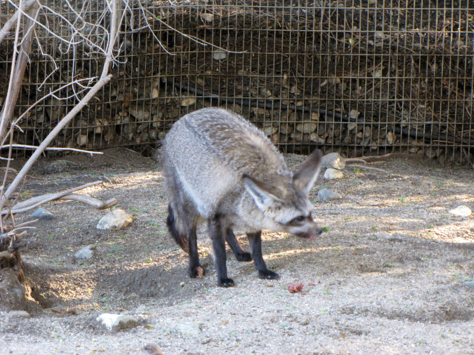 Bat-eared Fox