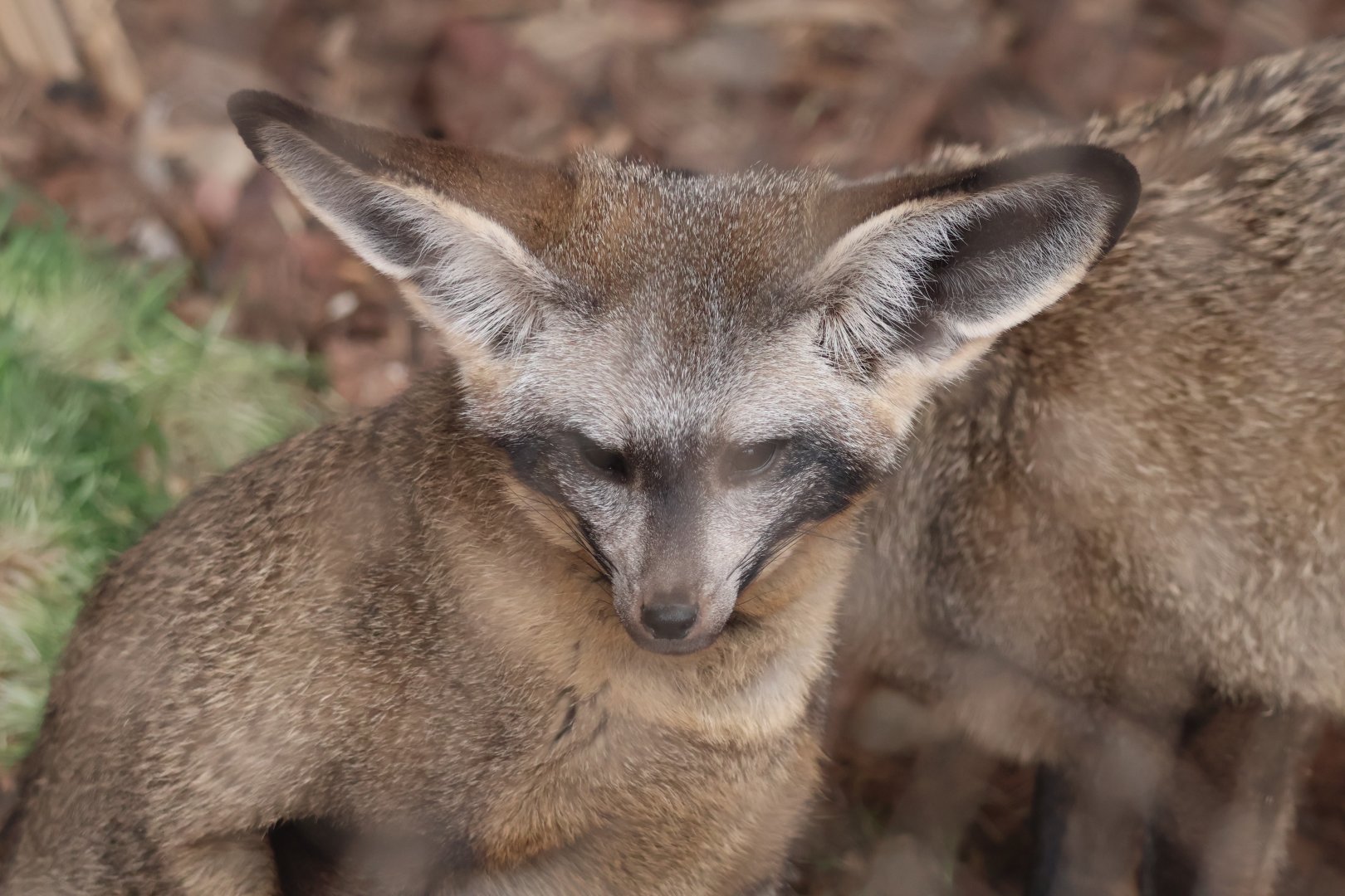 Bat Eared Fox