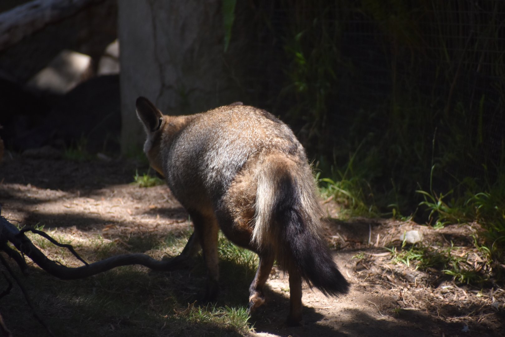 Bat-eared Fox