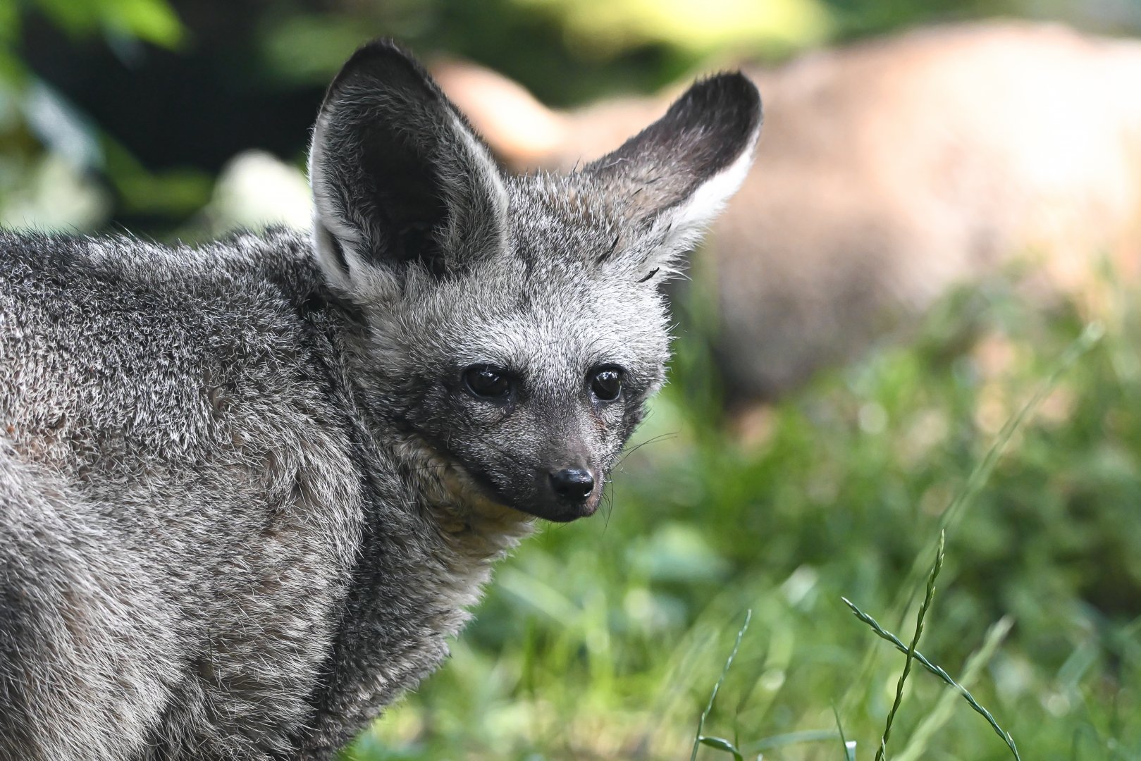 Bat-eared fox