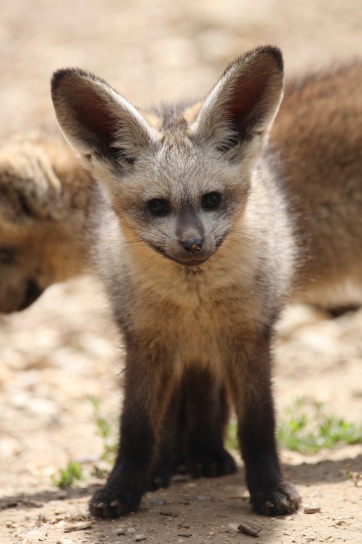 Bat-eared fox