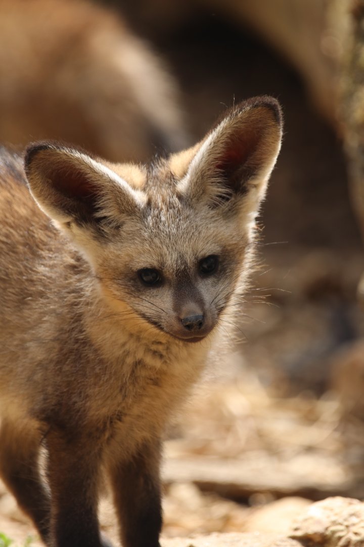 Bat-eared fox
