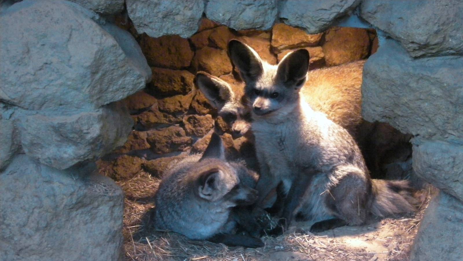 Bat Eared Foxes - 04.08.2011