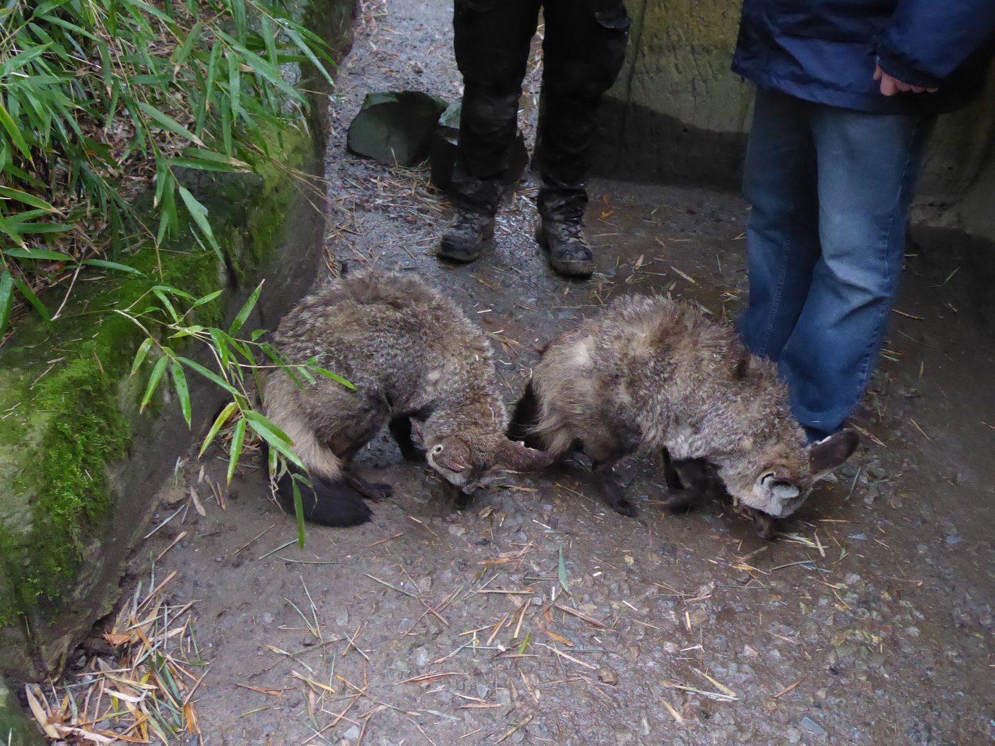 Bat-eared foxes 040319