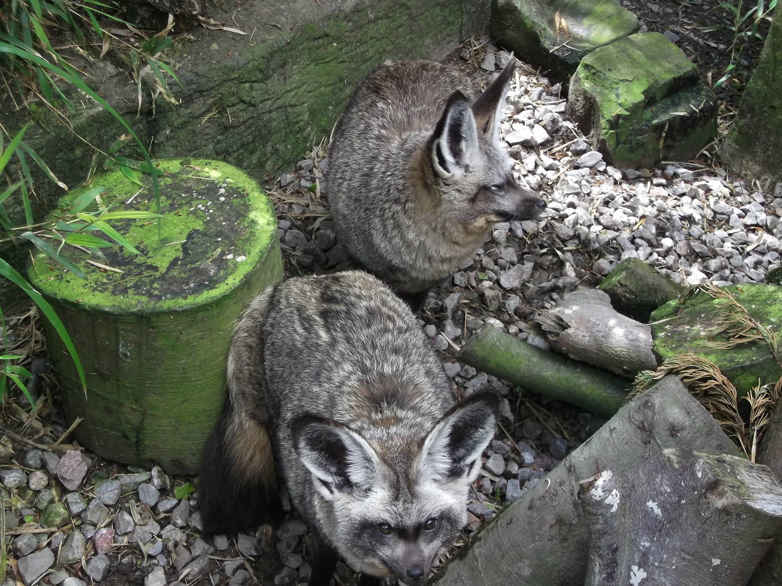 Bat Eared Foxes 12/4/2014