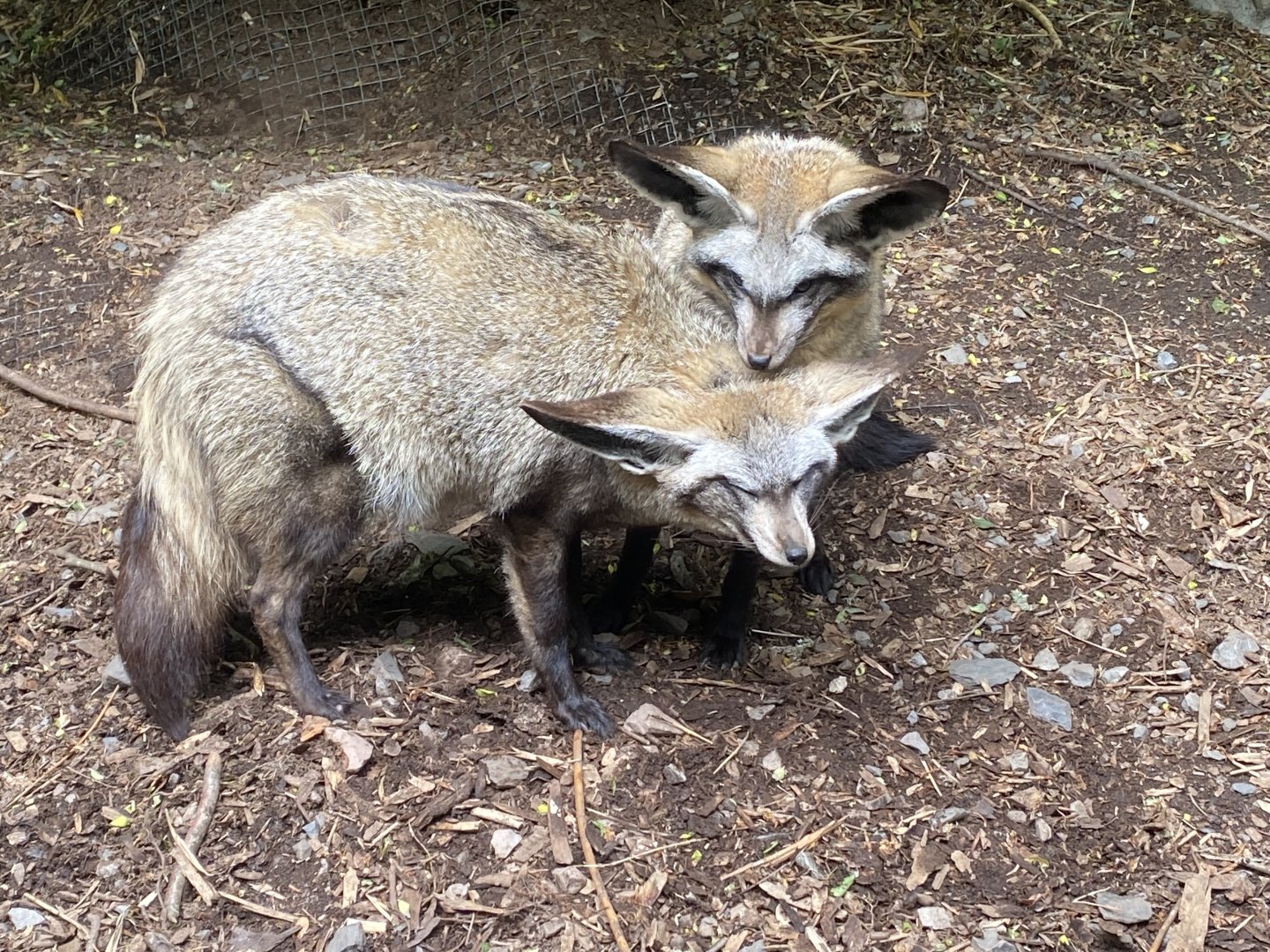 Bat-eared foxes 150522