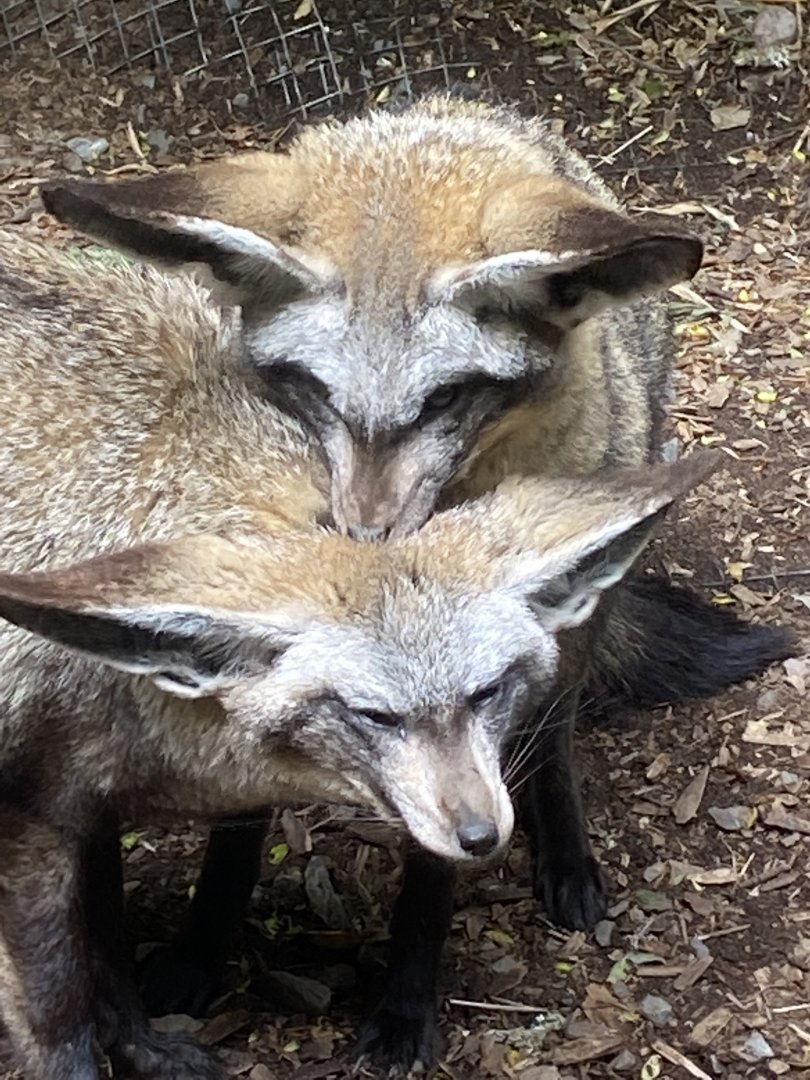 Bat-eared foxes 150522