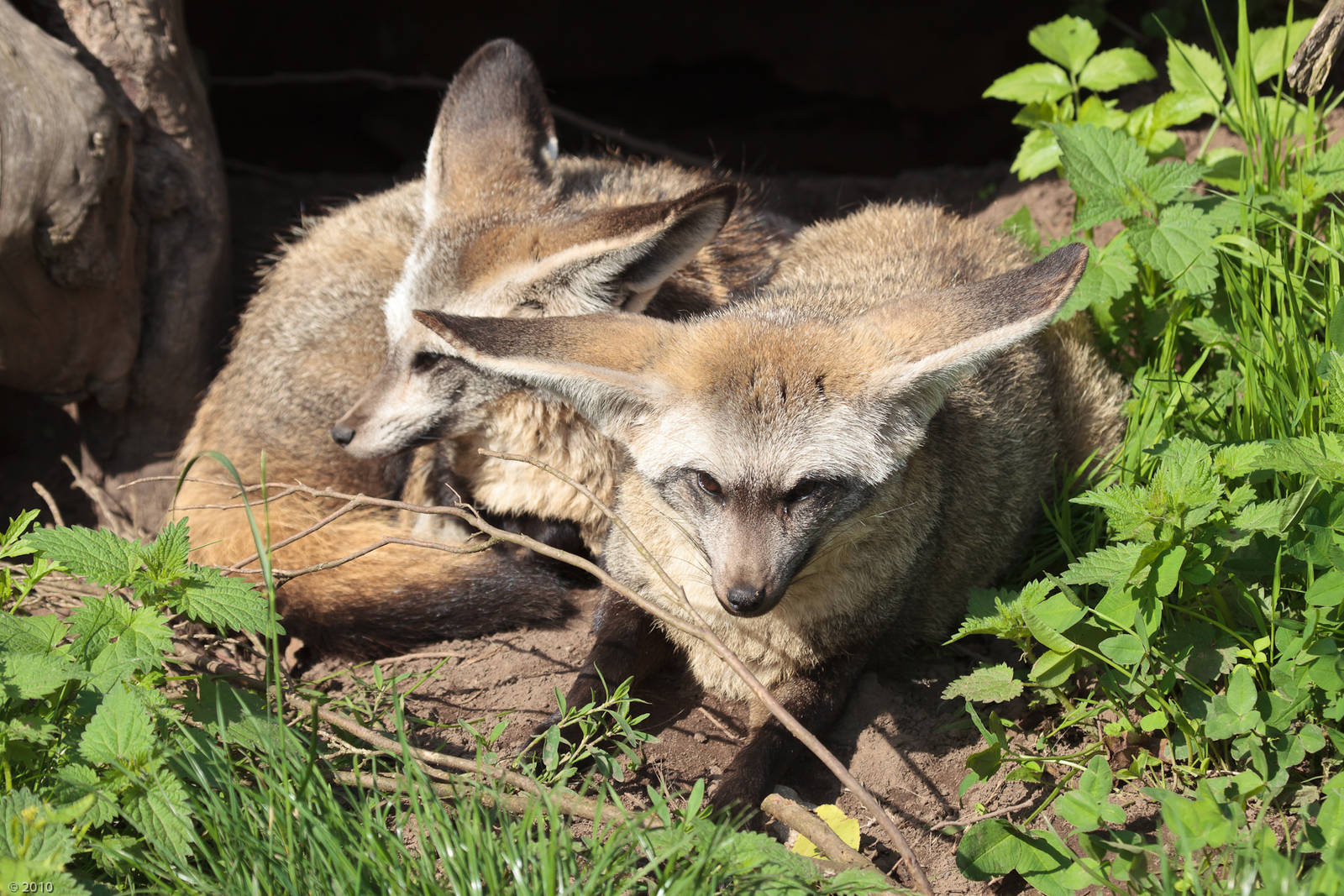 Bat-Eared Foxes - 27/08/2010