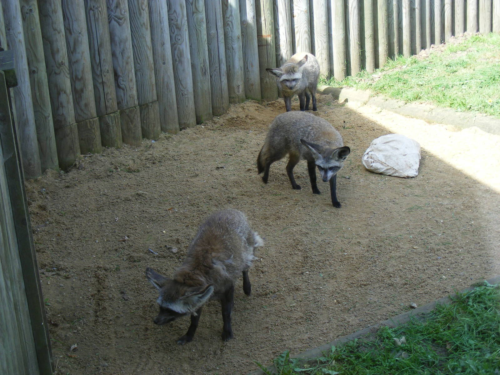 Bat-eared foxes at Africa Alive!, 13 September 2010