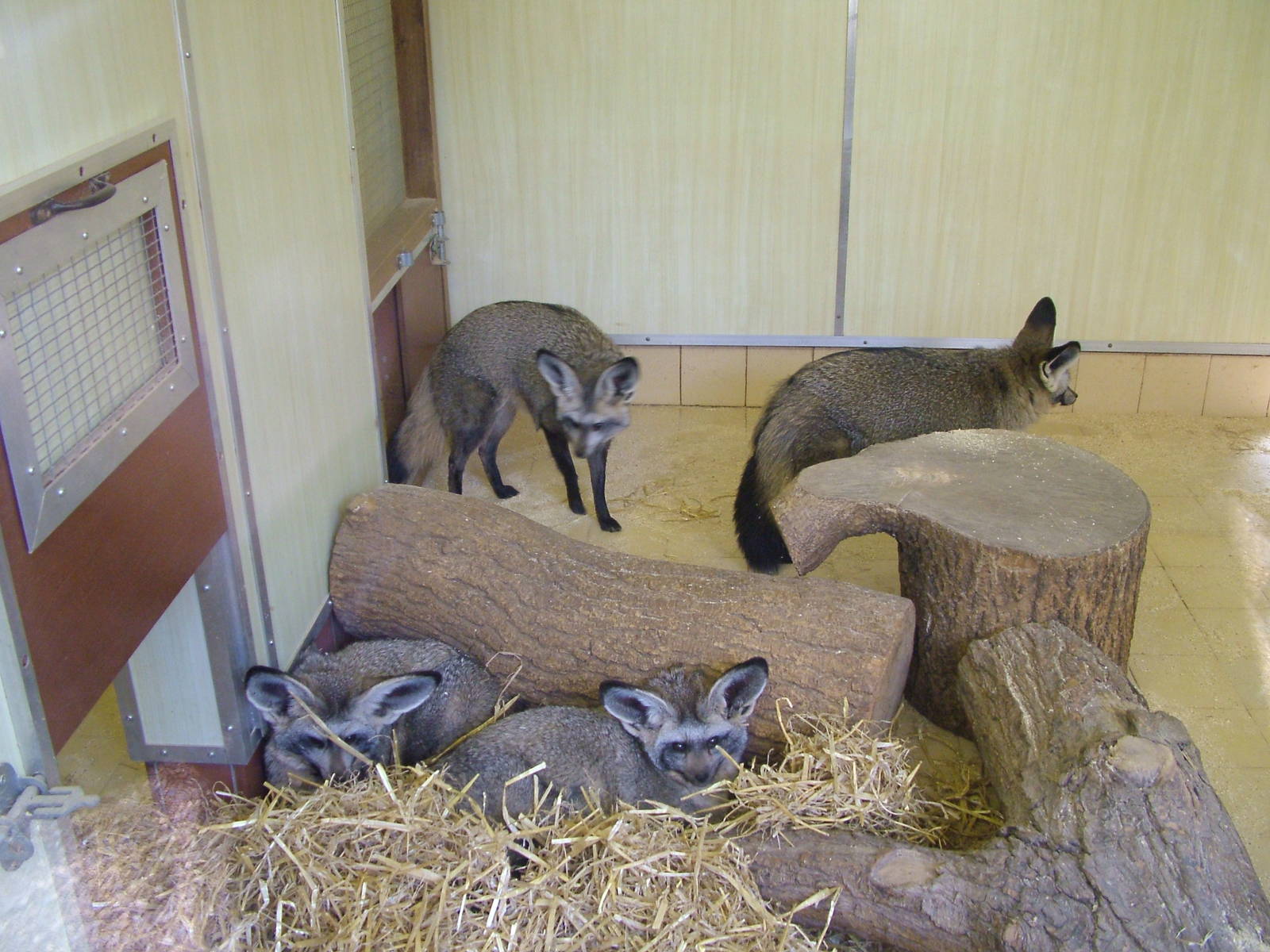 Bat-eared Foxes at Twycross 08/11/09