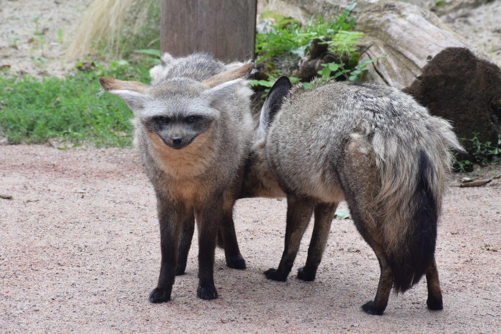 Bat-eared foxes - August 2023