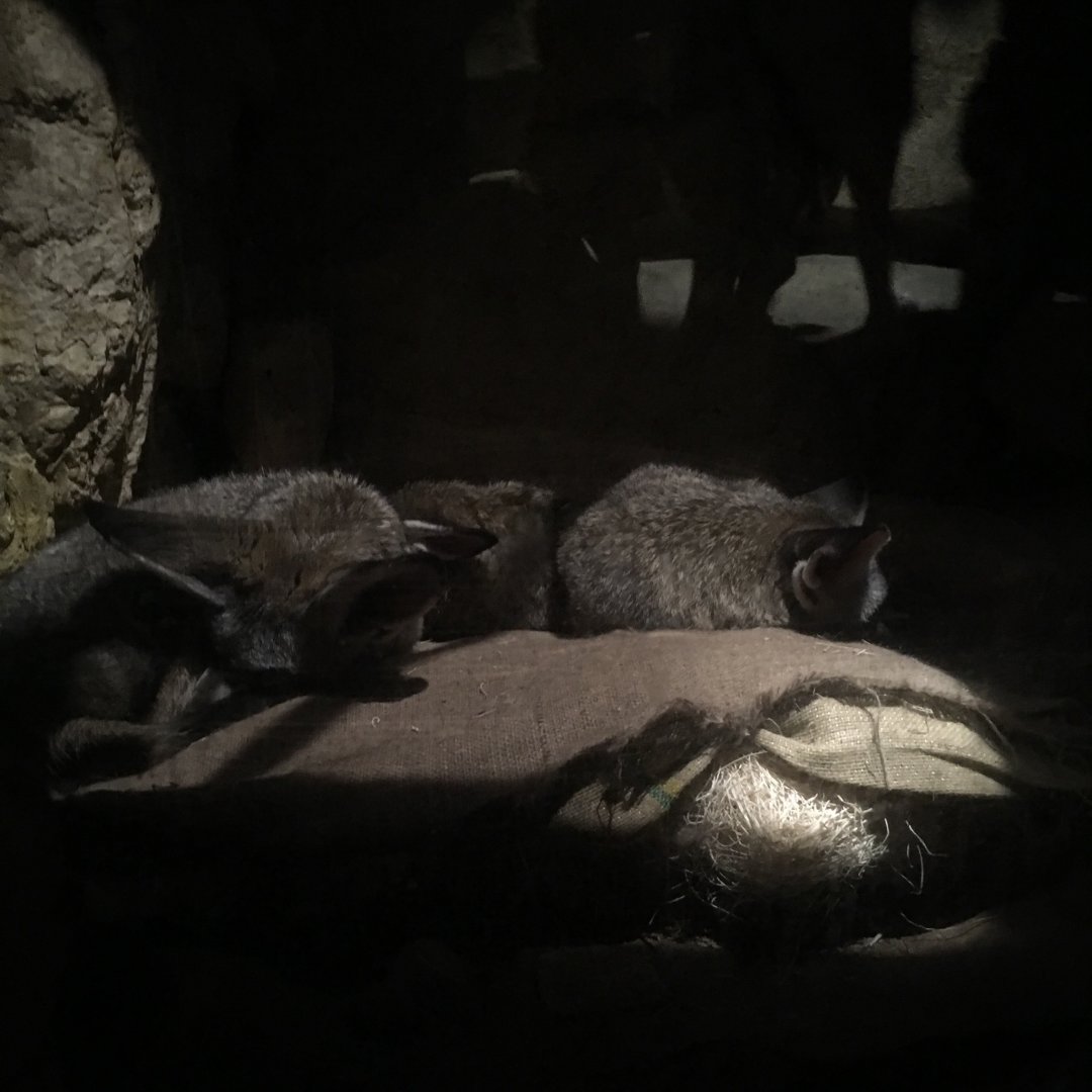 Bat-Eared Foxes | Brookfield Zoo