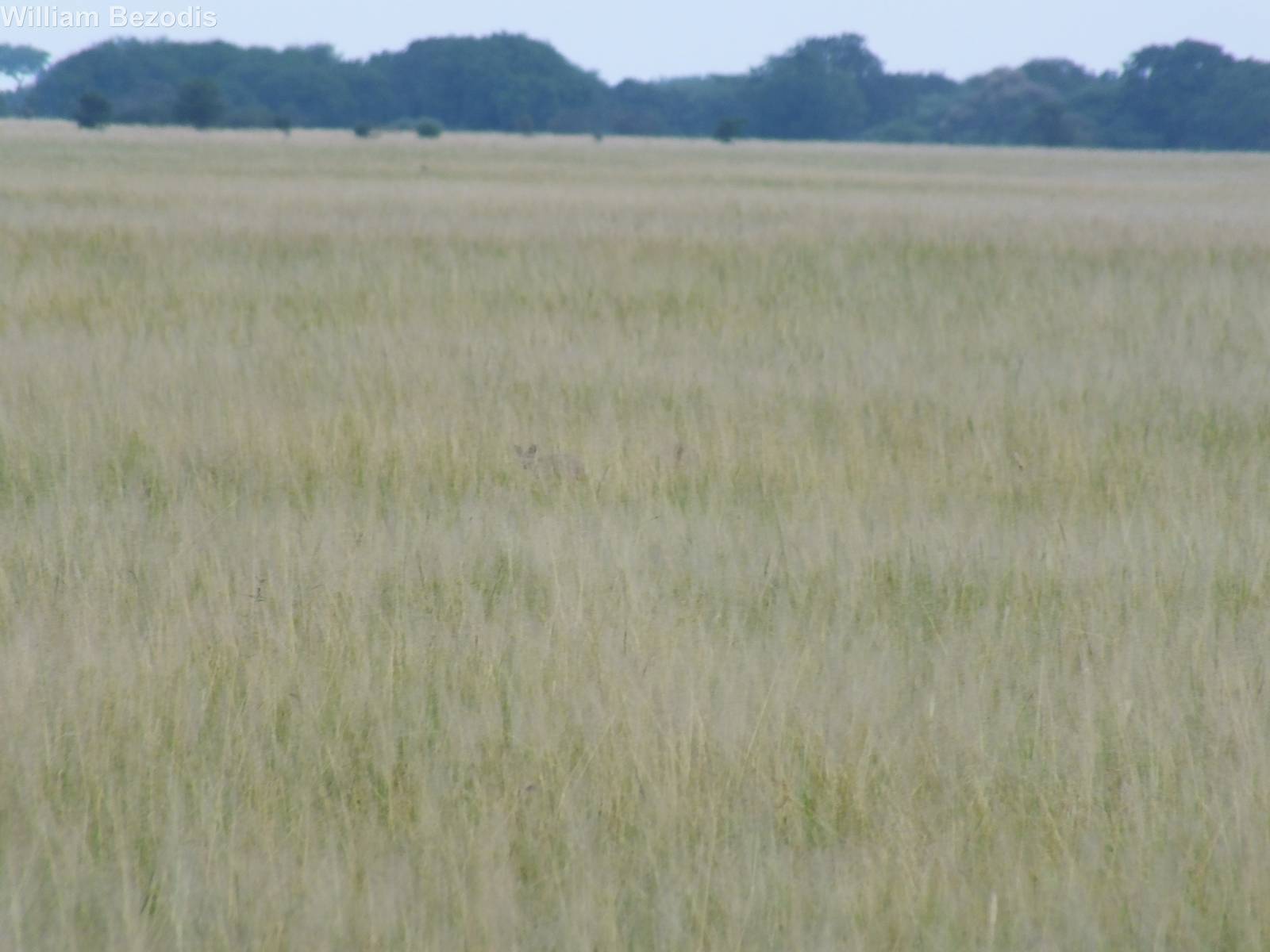 Bat-eared Foxes deep within the grass