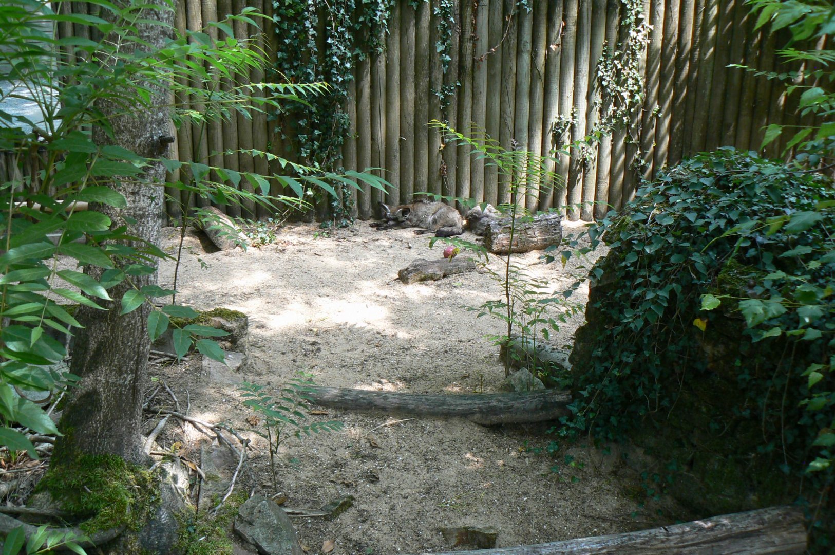 Bat-eared foxes enclosure
