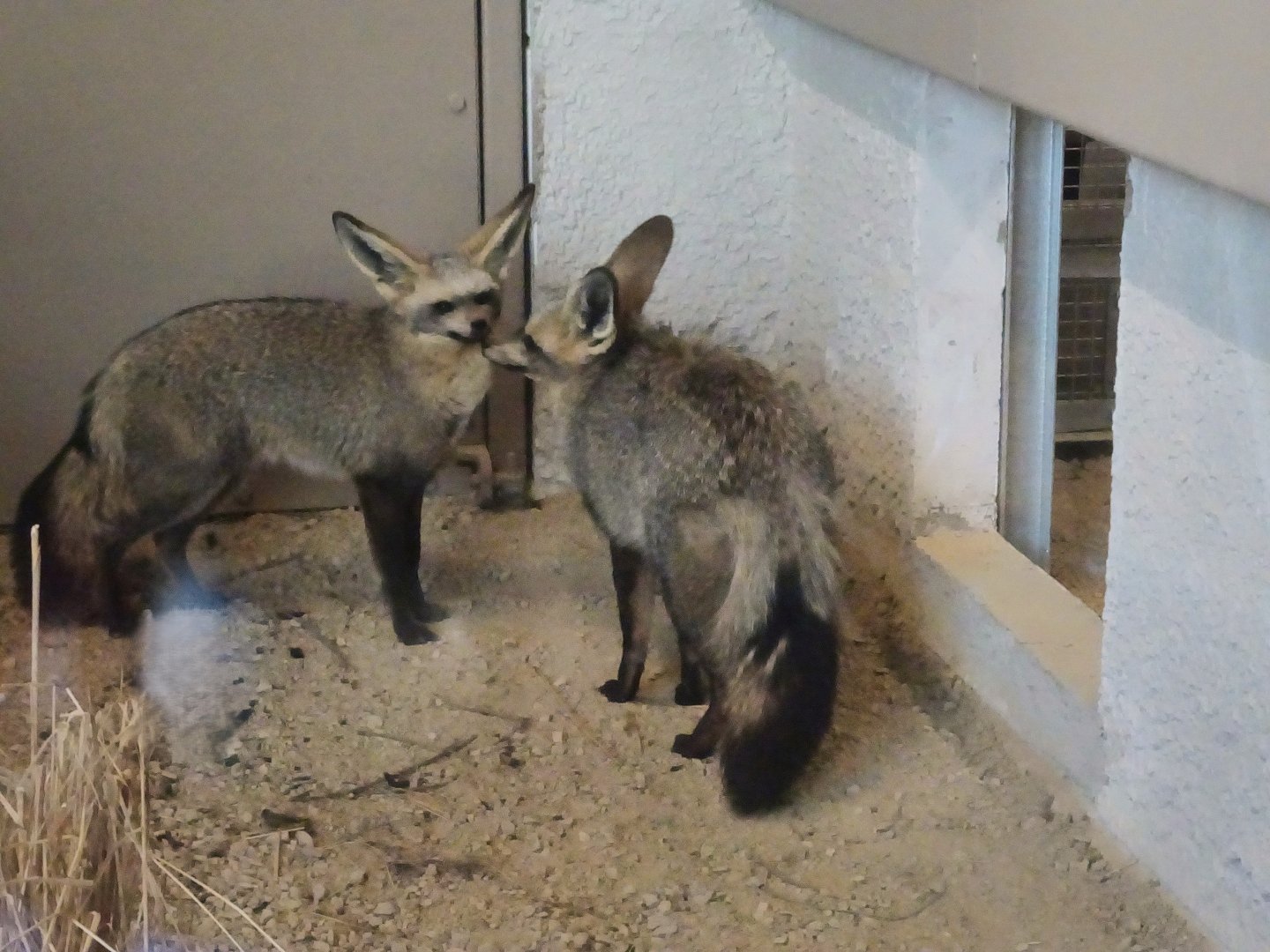 Bat-Eared Foxes - Heart of Africa