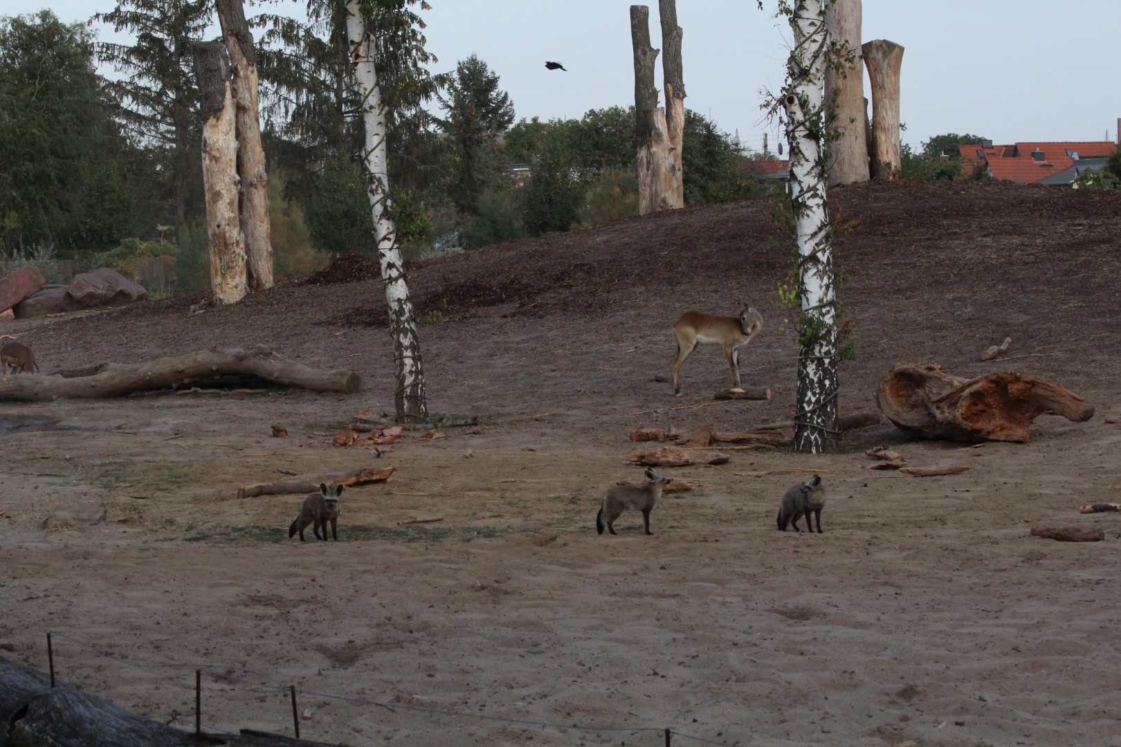Bat-eared Foxes in Elephant Enclosure
