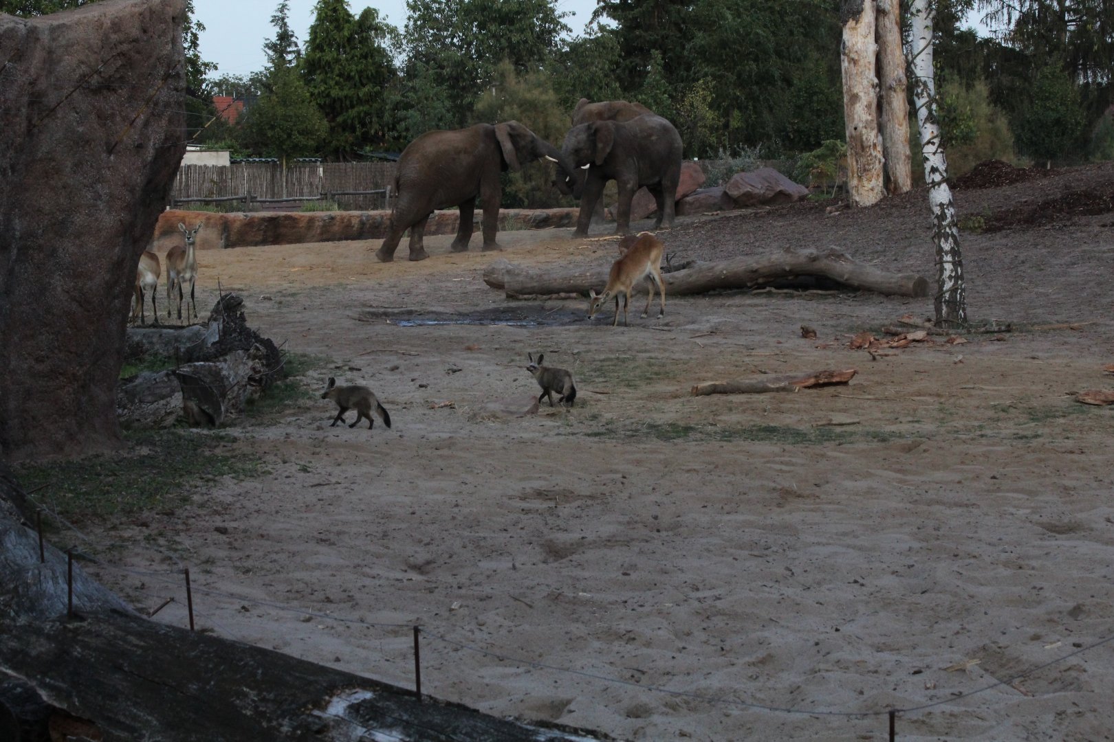 Bat-eared Foxes in Elephant Enclosure