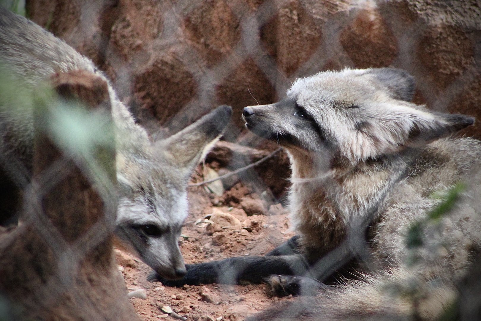 Bat-Eared Foxes (Otocyon megalotis)