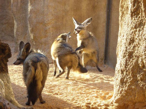 Bat eared foxes playing