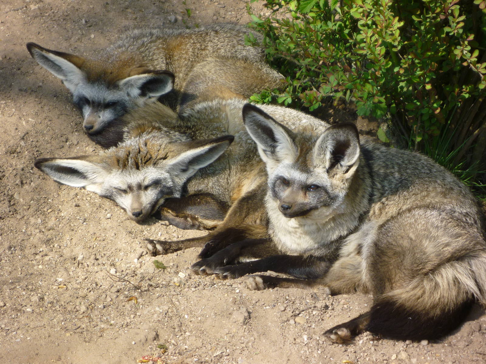 Bat Eared Foxes Sunbathing!