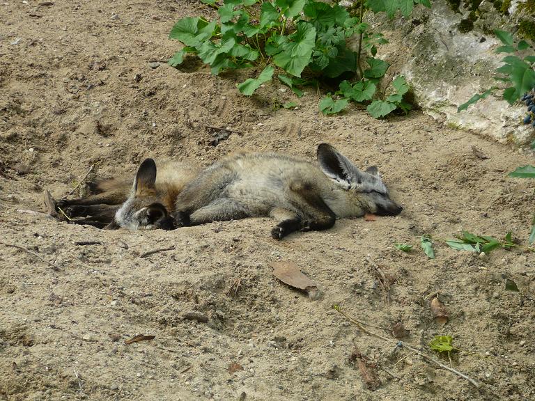 Bat-eared foxes