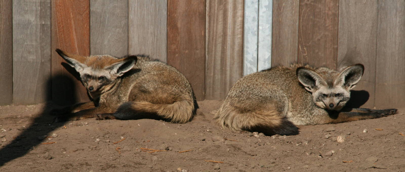 Bat-eared foxes