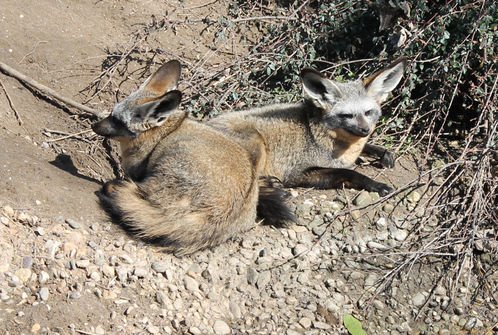 Bat-eared foxes