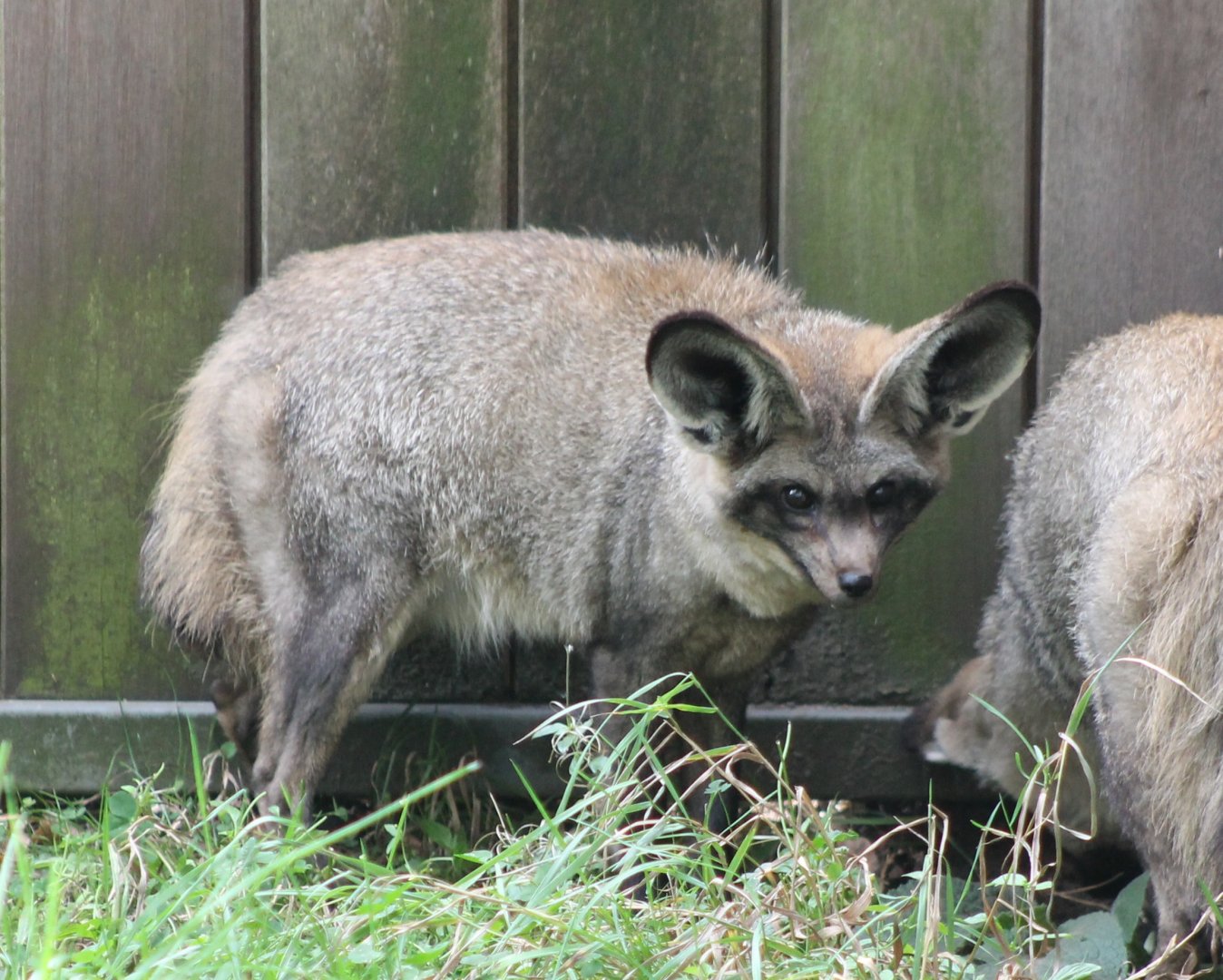 Bat-eared foxes