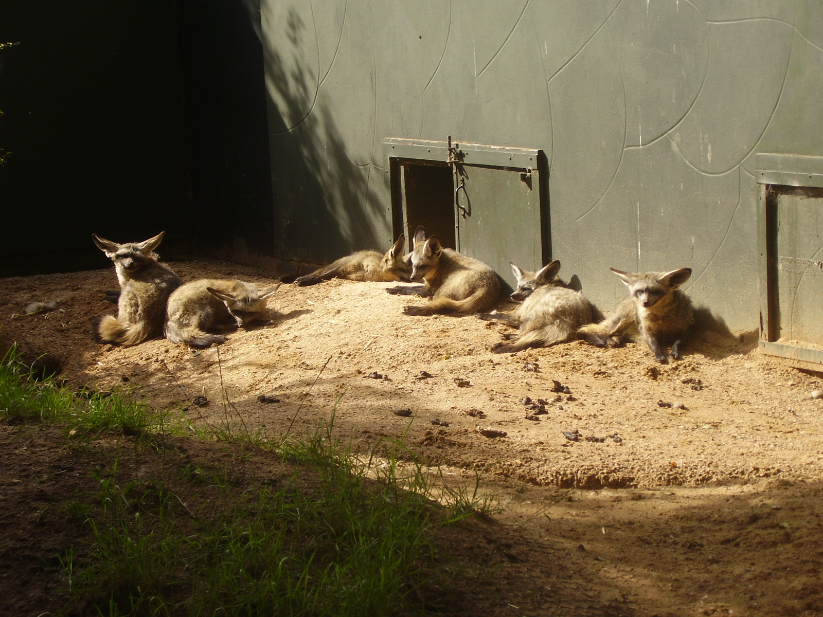 Bat Eared Foxes