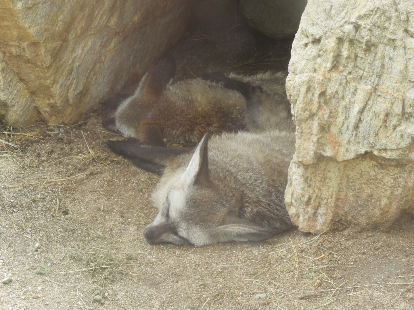 Bat-eared foxes