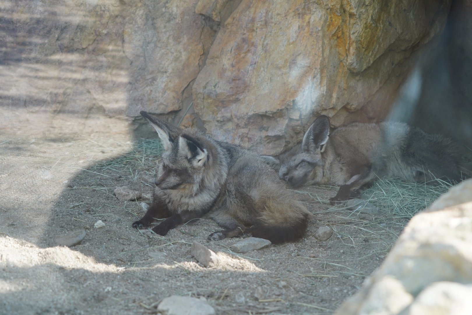 Bat eared foxes