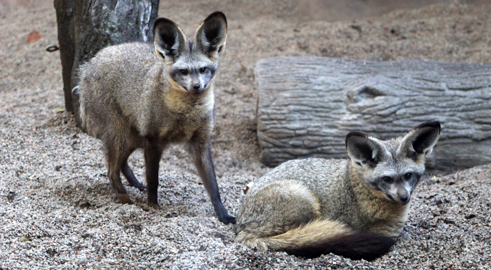 Bat-eared Foxes