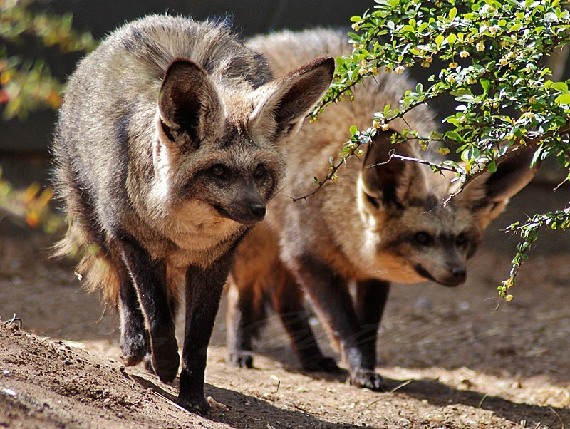 Bat Eared Foxes