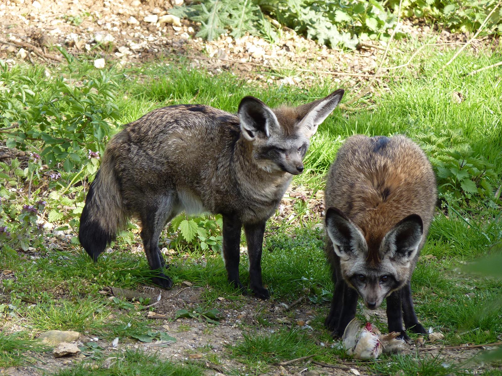 Bat-Eared Foxes