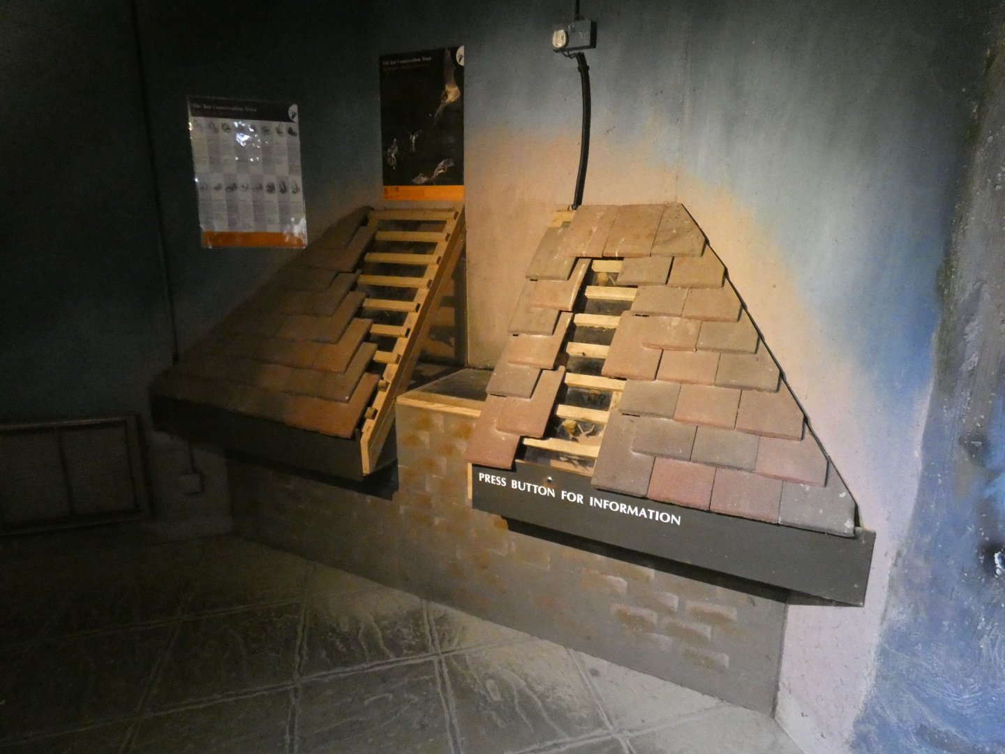 Bat education display