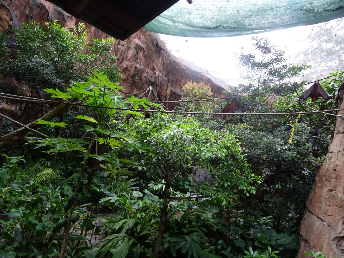 Bat Enclosure at Disney's Animal Kingdom (2014)
