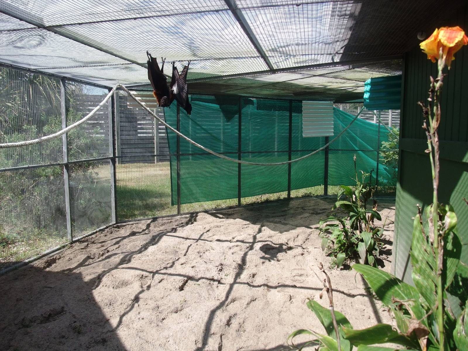 Bat Enclosure at Lubee Bat Conservancy, 11/10/13