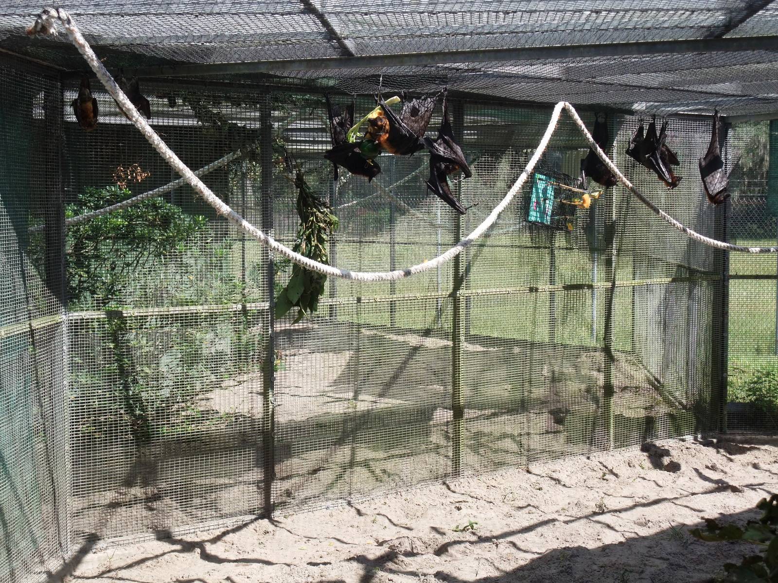 Bat Enclosure at Lubee Bat Conservancy, 11/10/13
