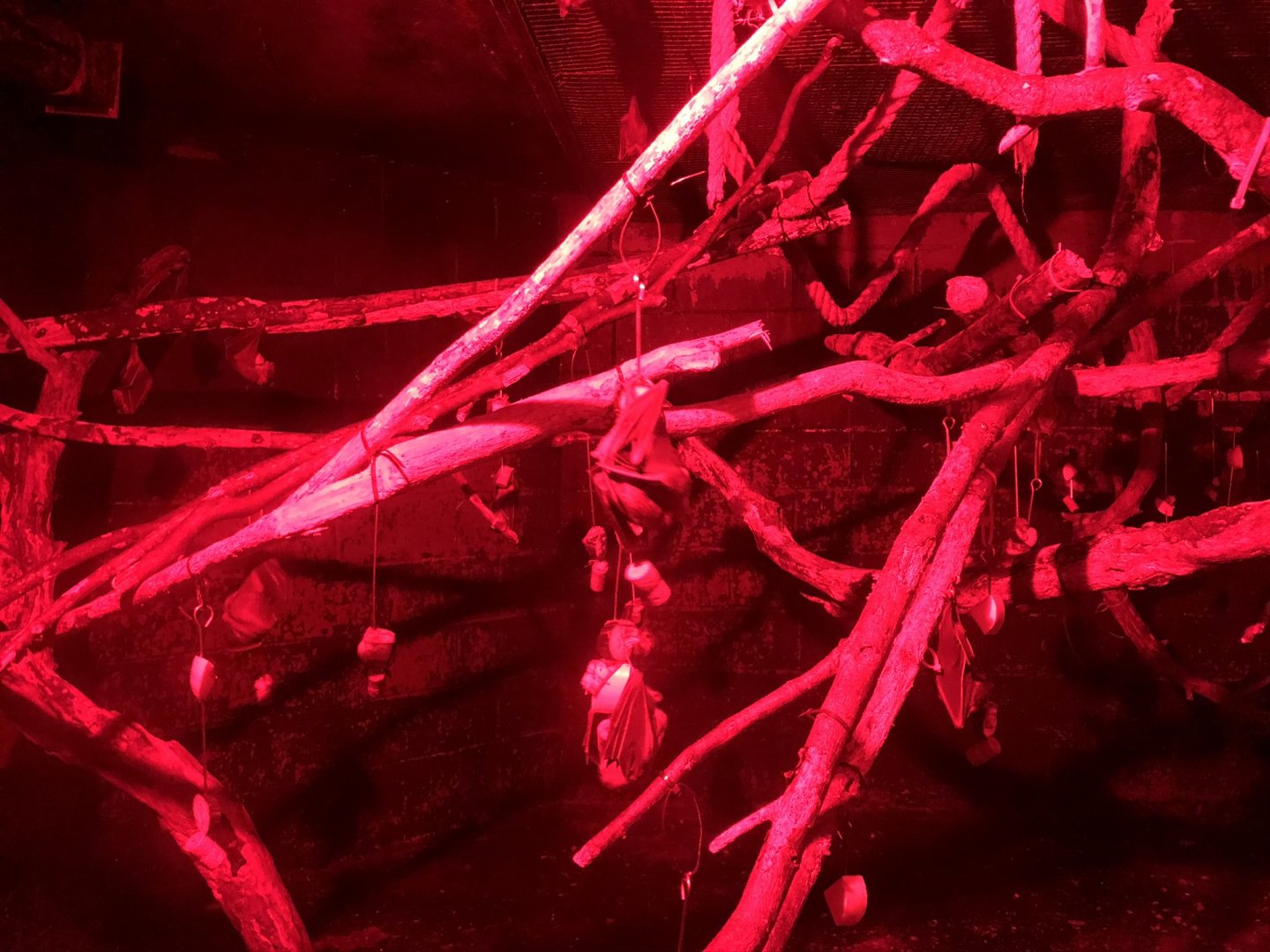 Bat Enclosure at Tropical World (July 2020)