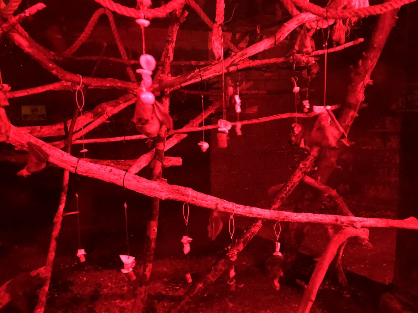 Bat Enclosure at Tropical World (March 2019)