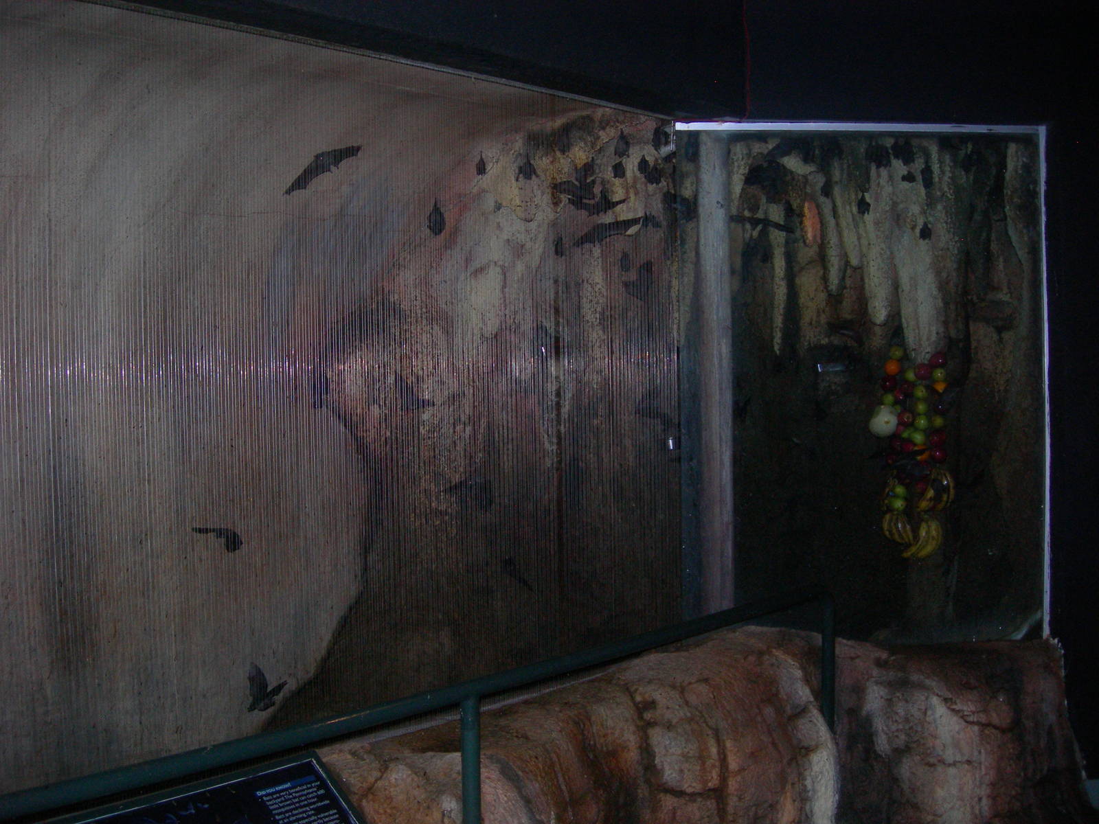 Bat Exhibit at Kids Kingdom