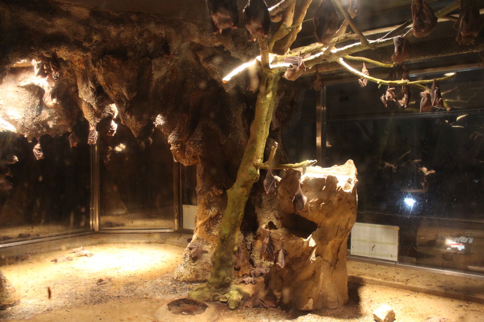 Bat exhibit