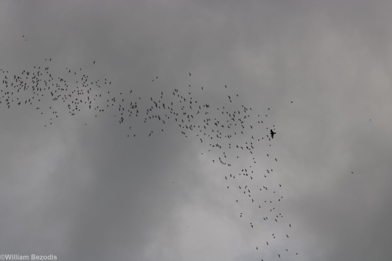 Bat Exodus and Peregrine - Gomantong