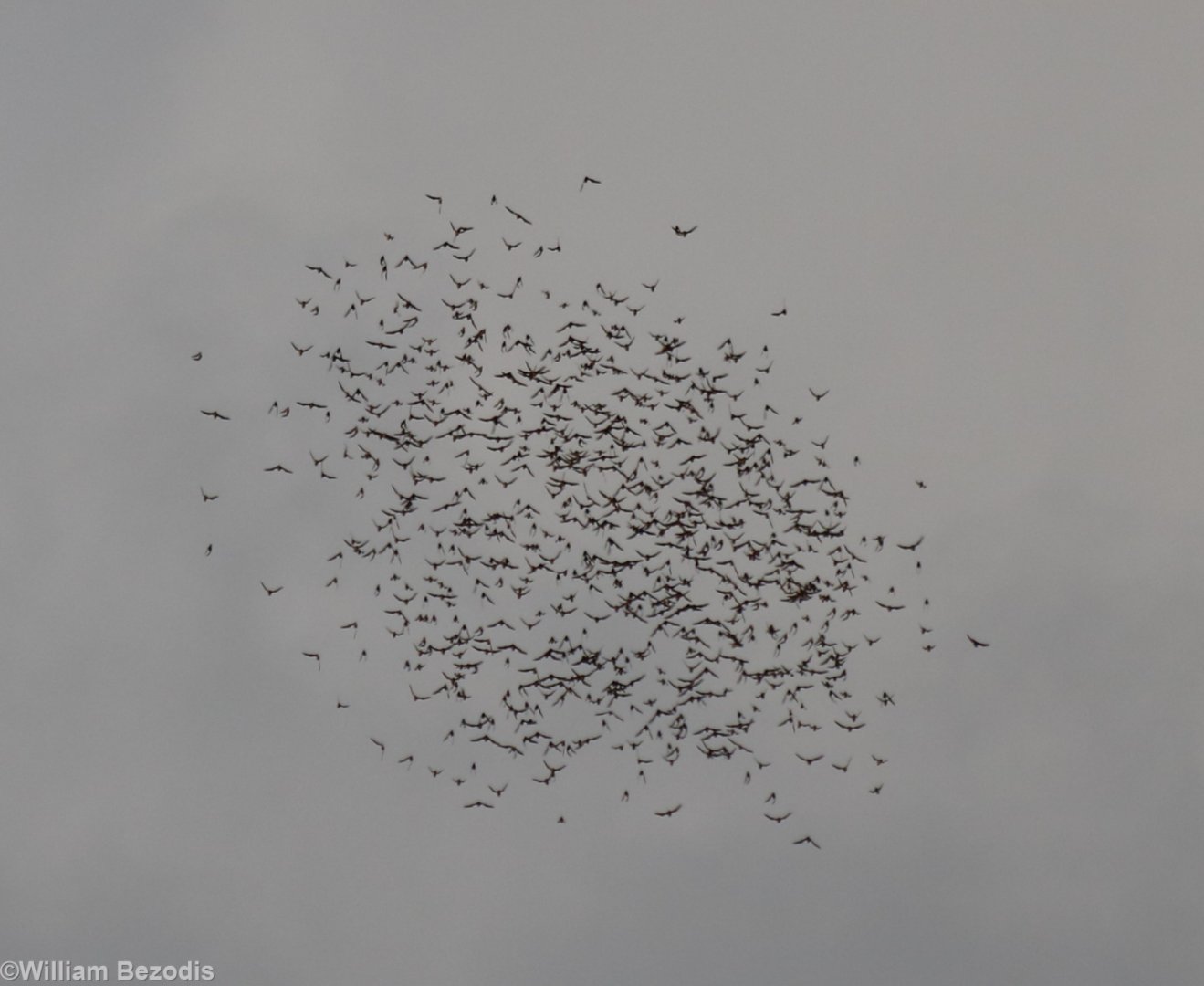 Bat Exodus - Gomantong