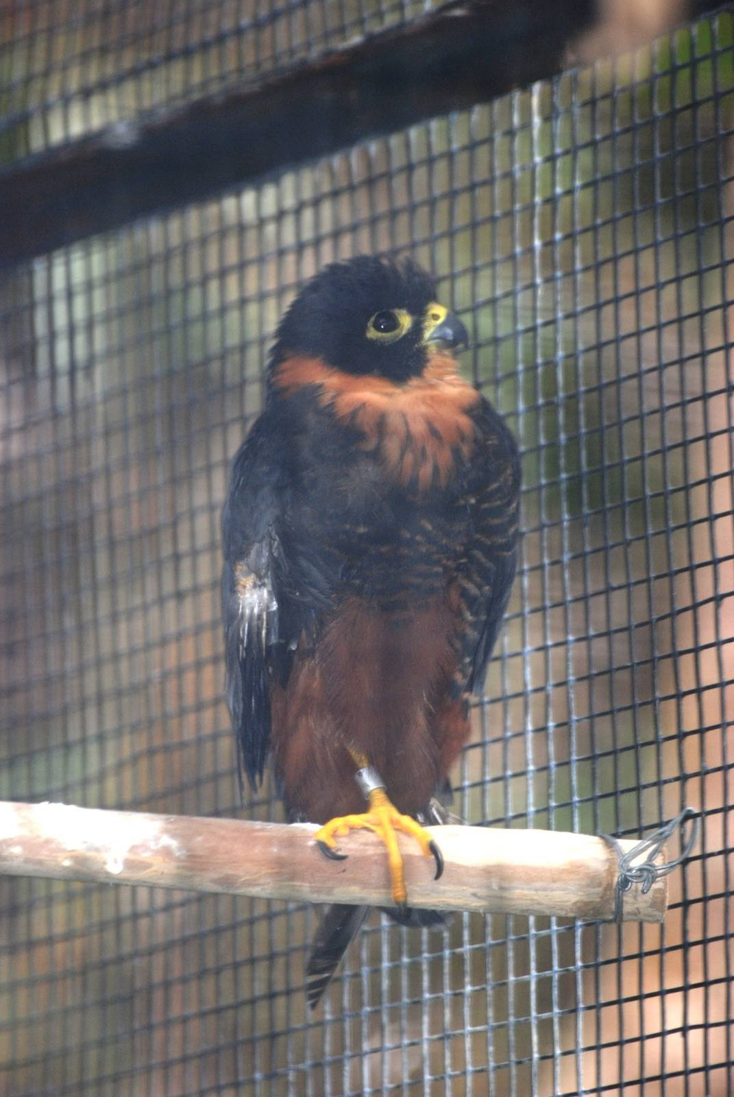 Bat Falcon at Zoo Simon Bolivar, 12/04/14