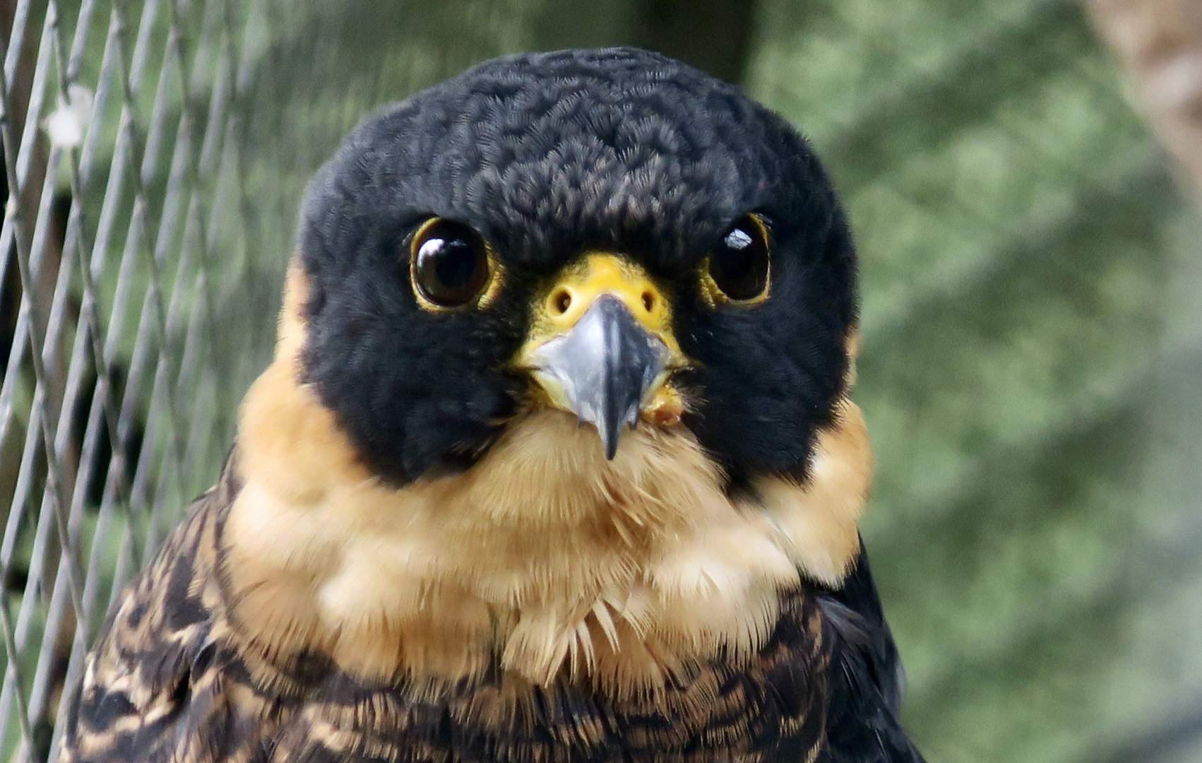 Bat Falcon (Falco ruficollis petoensis)
