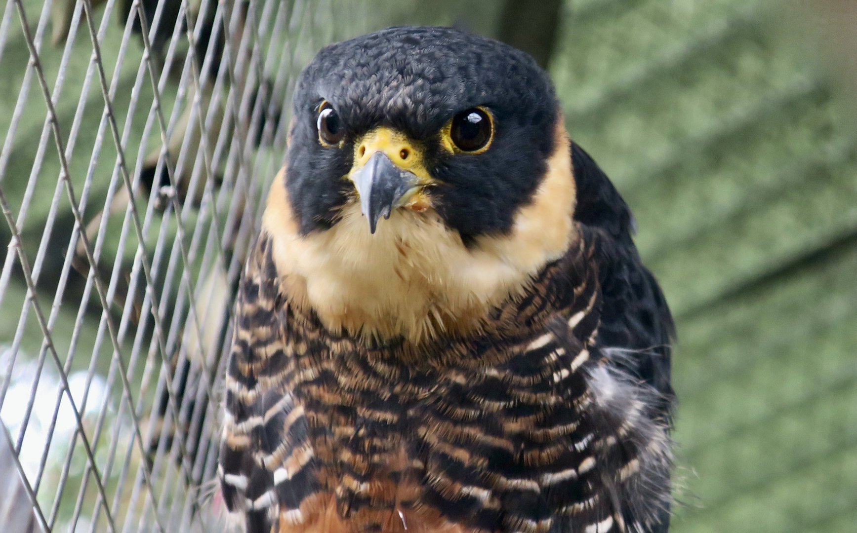 Bat Falcon (Falco ruficollis petoensis)