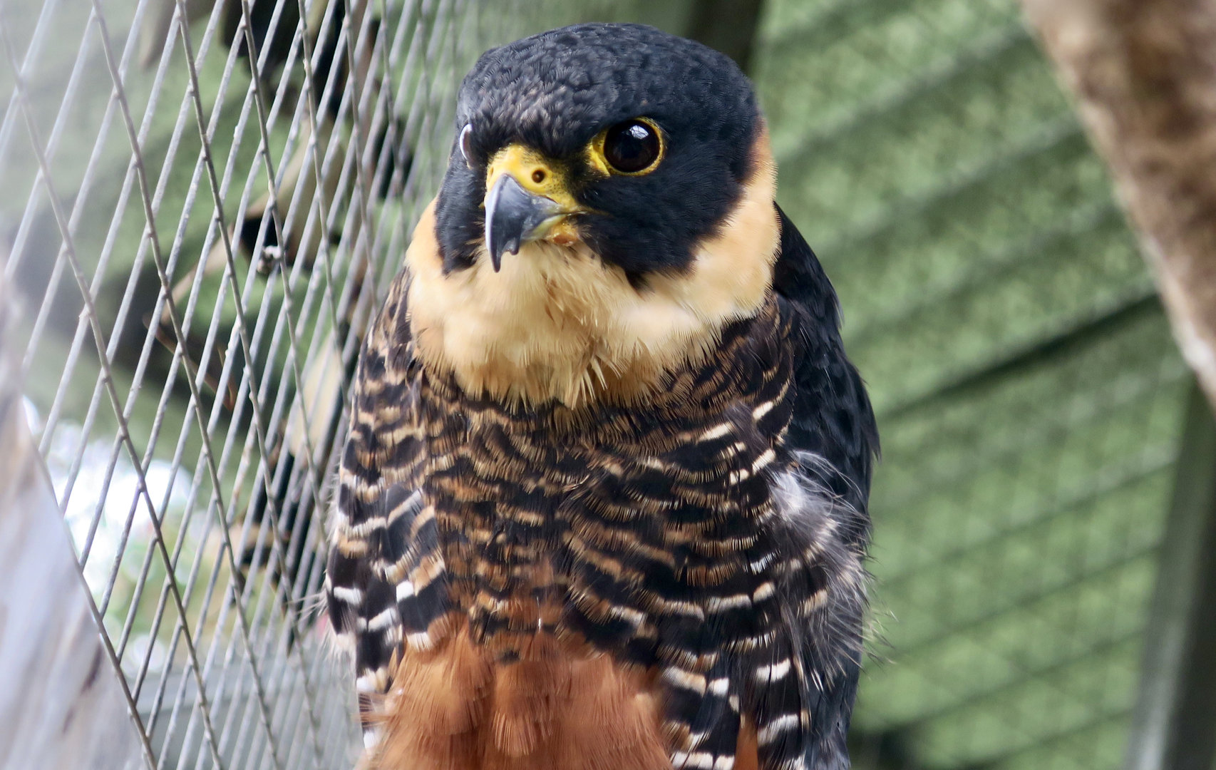 Bat Falcon (Falco ruficollis petoensis)